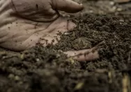 PETANI DI BANTU MAHASISWA UB CEK KESUBURAN TANAH