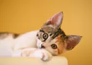 Pencinta Hewan Wajib Tahu! Inilah Tips Sederhana Merawat Bulu Kucing Agar Tetap Sehat