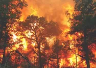 Tragedi kebakaran hutan di Afrika Utara: 25 nyawa melayang, ribuan warga dievakuasi!