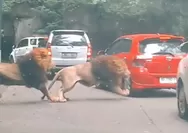 Viral Seekor Singa Taman Safari Tabrak Mobil Pengunjung