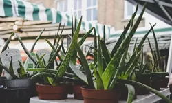 Manfaat Lidah Buaya Untuk Kesehatan, Dapat Menurunkan Berat Badan Juga Lho