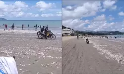Ribuan Ikan Mati Terdampar di Buol, Anomali Laut Picu Pertanyaan Lingkungan