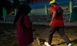 Pensiunan ASN Blora Tendang Kucing Hingga Mati, Terancam 1,5 Tahun Bui dan Denda 50 Juta!