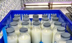 Ramai Kandungan Susu Segar MBG Hanya 30 Persen, BGN Singgung Gizi dan Pasar Peternak Lokal