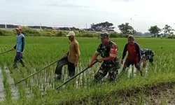 TNI Bantu Petani Bersihkan Gulma Tanaman Padi
