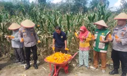 Lahan Bumdes Menghasilkan, Kapolsek Kampar Kiri Hilir Apresiasi Kelompok Tani yang Sukses Panen Jagung