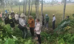 Hama Tikus Rusak Puluhan Hektare Sawah di Kecamatan Panti, Pasaman