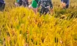 Babinsa Dampingi Panen Padi IR 32, Dukung Ekonomi Petani