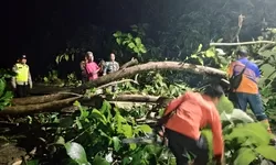 Pohon Tumbang Tutup Jalan Simo–Klego, Babinsa dan Warga Bergerak Cepat Selamatkan Akses