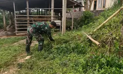 ‎Kisah Hangat Satgas TMMD Memberi Pakan Demi Sapi Tetap Sehat