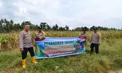 Dukung Ketahanan Pangan, Polsek Teluk Nibung Sulap 8 Hektare Lahan Jadi Kebun Jagung