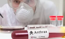 Antraks: Wabah Mematikan dari Mengonsumsi Daging Sapi yang Sudah Dikubur