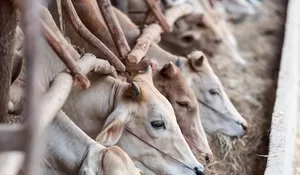 9 Tips dan Cara Merobohkan Sapi Hewan Kurban Tanpa Menyakiti, Triknya Cuma Pakai Alat Ini