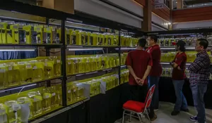 Ikan Cupang Singapura hingga Vietnam Mejeng di Kontes Forum Cupang Bogor