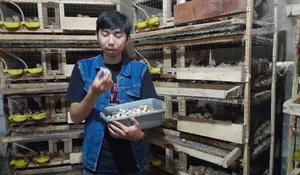 Modal Rp300 Ribu Bisa Jadi Peternak! Ini 5 Ide Bisnis Ternak Menguntungkan dengan Modal Minim