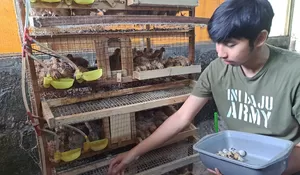 Kerja Keras Farhan Bangun Peternakan Puyuh Bermodal Kuota Asal Bogor