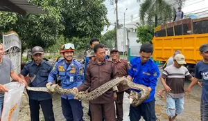 Damkar  Depok Amankan Ular Sepanjang 2 Meter 