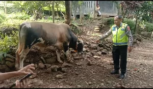 Tidak Sanggup Bawa 4 Sapi, Pencuri Tinggalkan Seekor Sapi di Tenjolaya Bogor, Ini Penyebabnya
