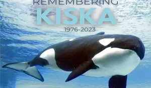 Paus Orca Bernama Kiska Mati di MarineLand Canada