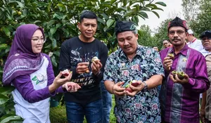 Manggis Wanayasa Purwakarta Kuasai Pasar Internasional, Bupati Anne Ratna Mustika : Ekspor Kian Meningkat