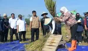 Melihat Panen Raya 101 Ribu Ton Padi di Purwakarta, Bupati Anne Ratna Mustika : Sinergi Petani dan Pemerintah