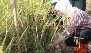 Cegah Lahan Pertanian Jadi Kawasan Perumahan, Ini Strategi Bupati Purwakarta Anne Ratna Mustika