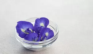 Nggak Nyangka, Bunga Telang Punya Segudang Manfaat, Salah Satunya Bisa Mencegah Pikun