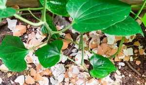Nggak Nyangka! Cangkang Telur hingga Ampas Kopi bisa Jadi Pupuk Alami Lho.. Ini Caranya