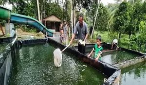 Keren.. Mustahik Binaan BAZNAS Sukses Jadi Peternak Lele, Sekali Panen Tembus Rp11 Juta