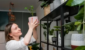 Cara Merawat Tanaman Hias yang Baik dan Benar, Ingat bukan Sekadar Indah loh...