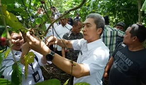 Melirik Potensi Kopi Rancamaya, Ikon Baru Kota Bogor