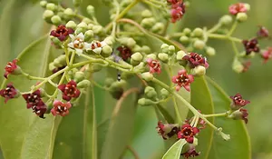 Ogah Rumah Didatangi Ular? Awas Jangan Tanam 5 Tanaman Ini di Rumah