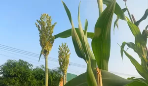 Dukung Kebijakan Presiden Jokowi, Bupati Purwakarta Anne Ratna Mustika Kembangkan Pertanian Sorgum