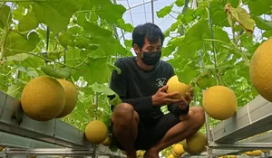 Kisah Sukses Petani Milenial Bogor Kembangkan Melon Inthanon, si Buah Langka asal Belanda