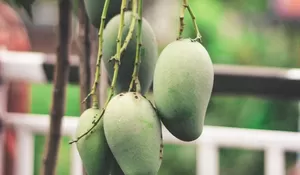 Masih Jarang Orang Tahu! Ini 5 Manfaat Mangga Muda buat Kesehatan Tubuh