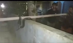 Ular Kobra Masuk Rumah Bikin Warga Leuwiranji Rumpin Heboh