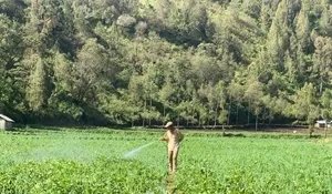 Keren Nih! Nggak Malu Jadi Petani Milenial, Mahasiswa di Lumajang Punya Banyak Karyawan 