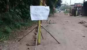 Kesal Jalan Rusak, Warga Desa Cilaku Tenjo Tanam Pohon Pisang
