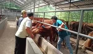 Waspada Hewan Kurban Terjangkit LSD, 23 Ribu Hewan Masuk Depok