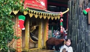 Warga Depok Harus Merasakan Serunya Feeding Panda Merah di Taman Safari Bogor, Yuk Kenali Fakta Unik Satwa Ini