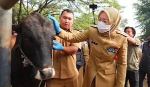 Jelang Idul Adha 2023, Bupati Purwakarta Anne Ratna Mustika Gencarkan Mitigasi Hewan Ternak
