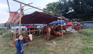  Harga Hewan Kurban di Depok Naik 15 Persen