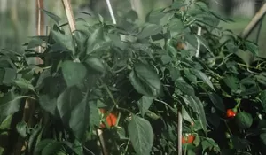 Rahasia Menciptakan Tanaman Sehat di Kota Depok dengan Teknik Pengendalian Hama dan Penyakit