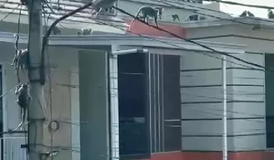 Habitat Monyet Hilang Akibat LRT, 50 Monyet Serang Perumahan di Depok