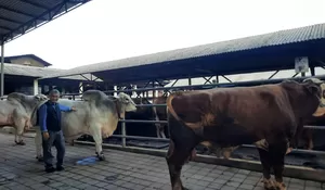 Pedagang Hewan Kurban di Depok Pakai Barcode : Haji Doni Siagakan Dokter 