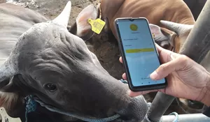 Berikut Inilah Manfaatnya dan Syarat Ibadah Kurban yang Perlu Diketahui Umat Muslim di Kota Depok