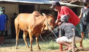 Berikut Ini Syarat Hewan Kurban yang Perlu Diketahui, Supaya Tetap Sah!