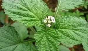 4 Manfaat Daun Sangket, Salah Satunya buat Atasi DBD Lho..