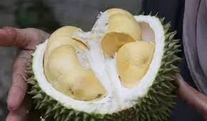 Kenali Durian Serumbut, Varietas Durian Paling Enak dari Kalimantan