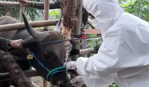 Puluhan Sapi Terjangkit LSD di Depok Tak Kunjung Sembuh, Ini yang Dilakukan DKP3